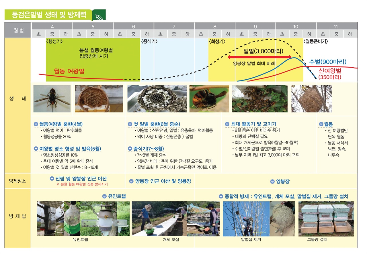  등검은말벌 바로 알고 방제하기