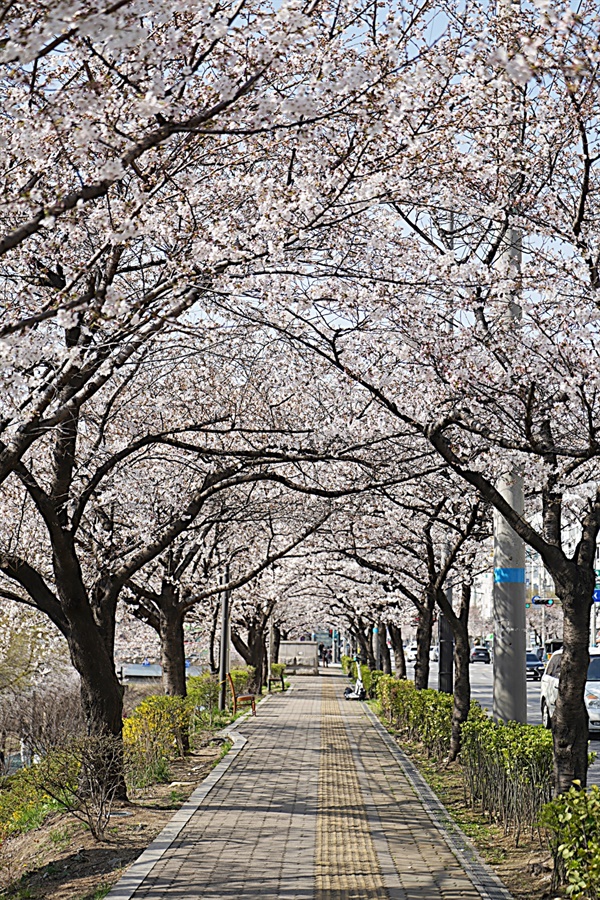 불광천 벚꽃축제가 4월 4일부터 6일까지 열린다.