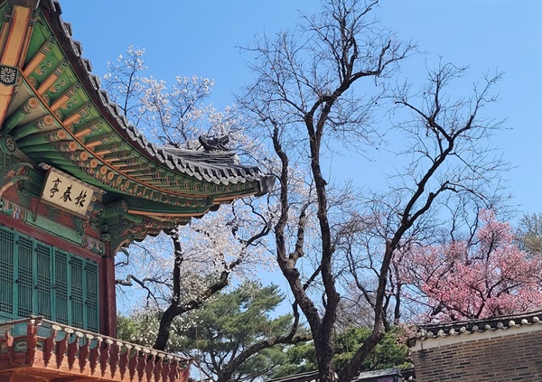  요즘 나들이 가기 좋은 창덕궁 풍경