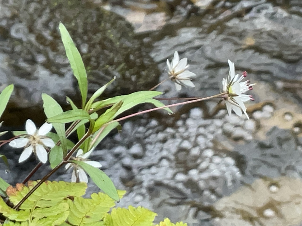 임실 오봉산 계곡 큰개별꽃 (꽃 지름 6~8mm)