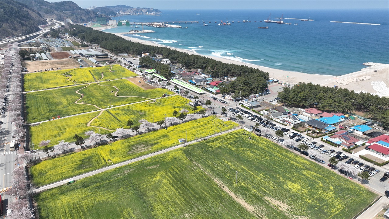  맹방유채꽃 축제장과 맹방해변 ( 2023년 4월4일 )