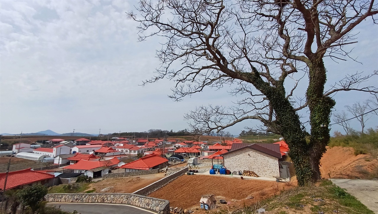 가란마을 전경. 지붕이 모두 주황색으로 채색돼 있다. 신안군의 경관색채 사업의 하나다.
