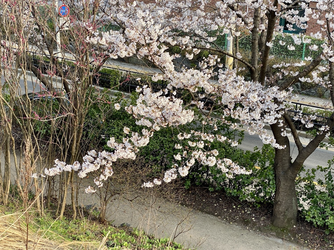 병원 정원의 벚꽃