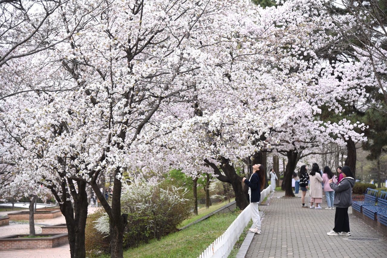 한남대학교 경상대 앞에 핀 벚꽃 길에서 대학생들이 사진을 찍으며 봄을 만끽하고 있다.
