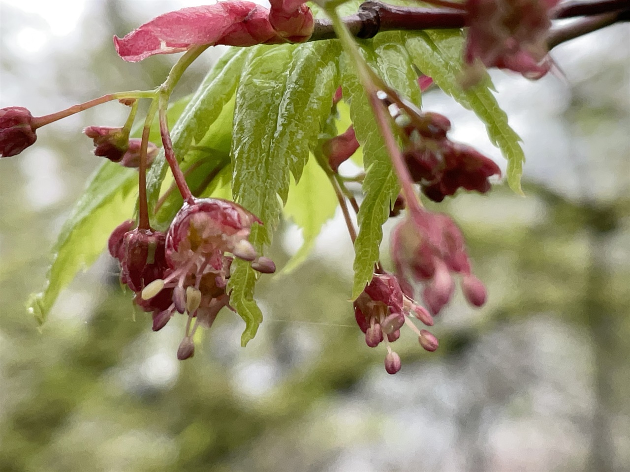 지리산 남악사 팽나무 새싹과 꽃