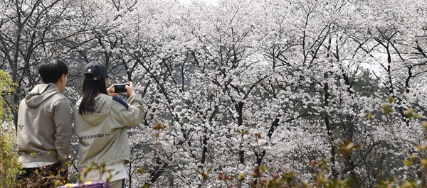  7일 거창 덕천서원의 벚꽃.