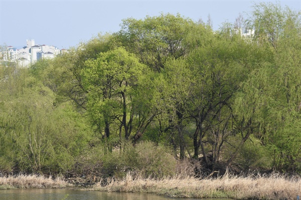 풍성한 초록을 선사하는 팔현습지의 왼쪽 하천숲의 모습
