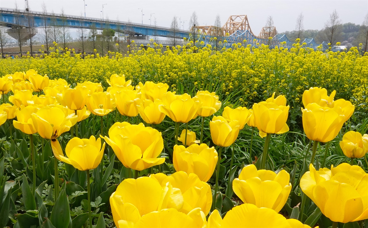창녕군 남지읍 낙동강변에 조성된 유채 꽃밭 옆으로 노란 튤립이 활짝 피어 있다. 
