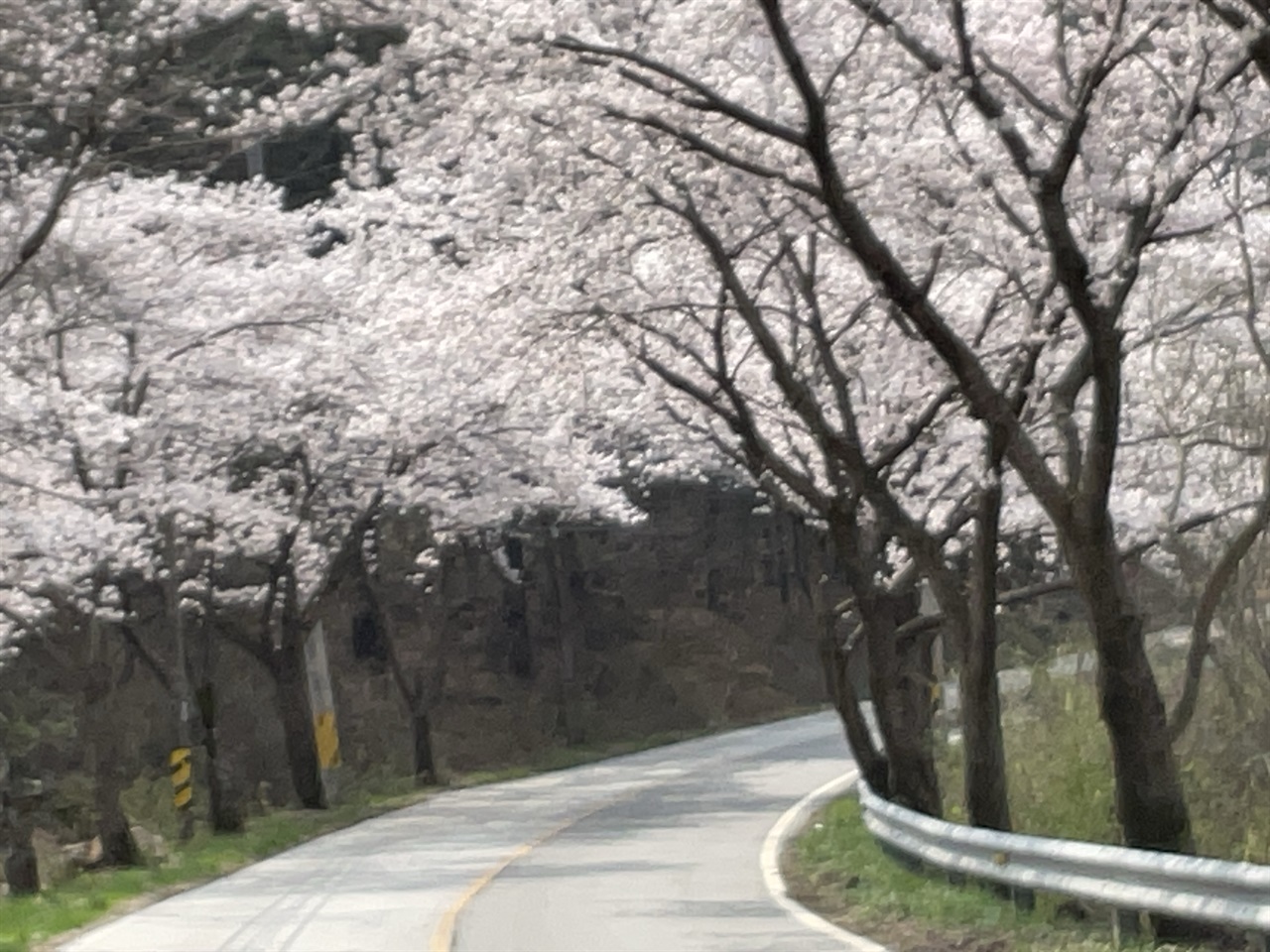  진안 백운면 백장로 서구이재 벚꽃 터널