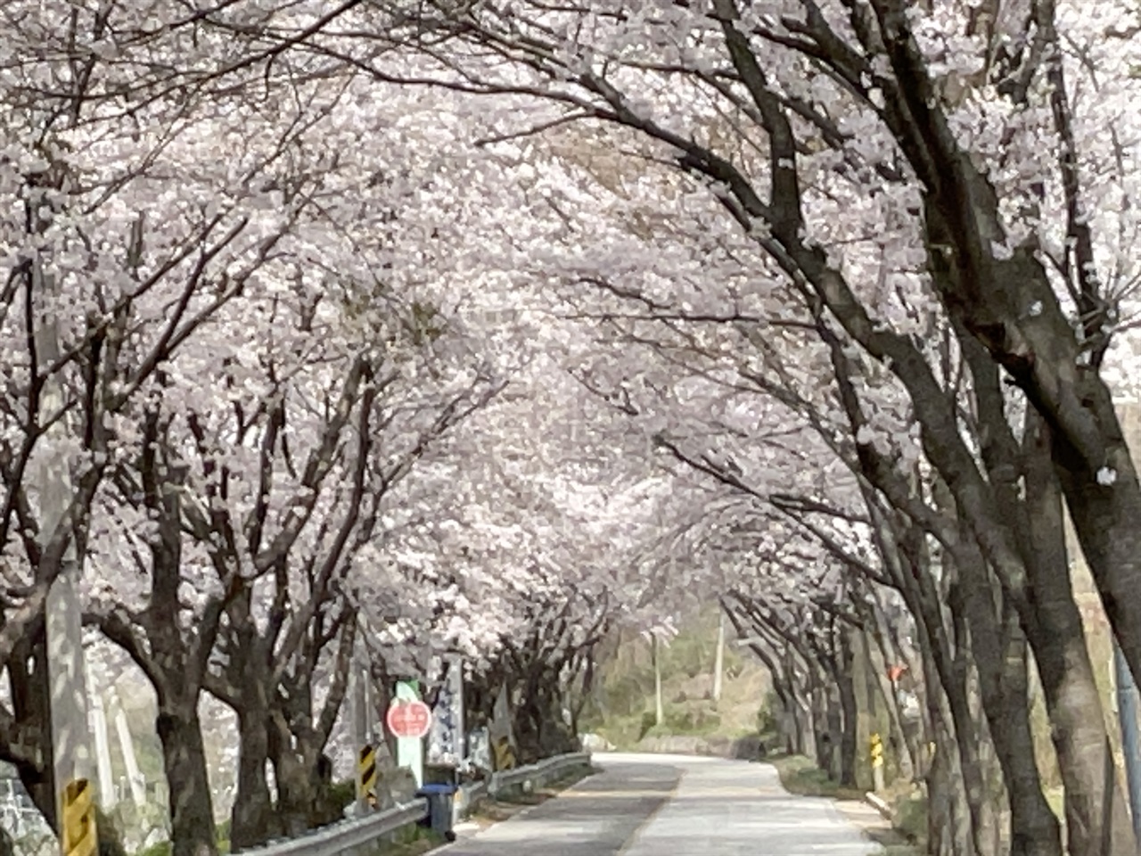 진안 백운면 백장로 서구이재 벚꽃 터널