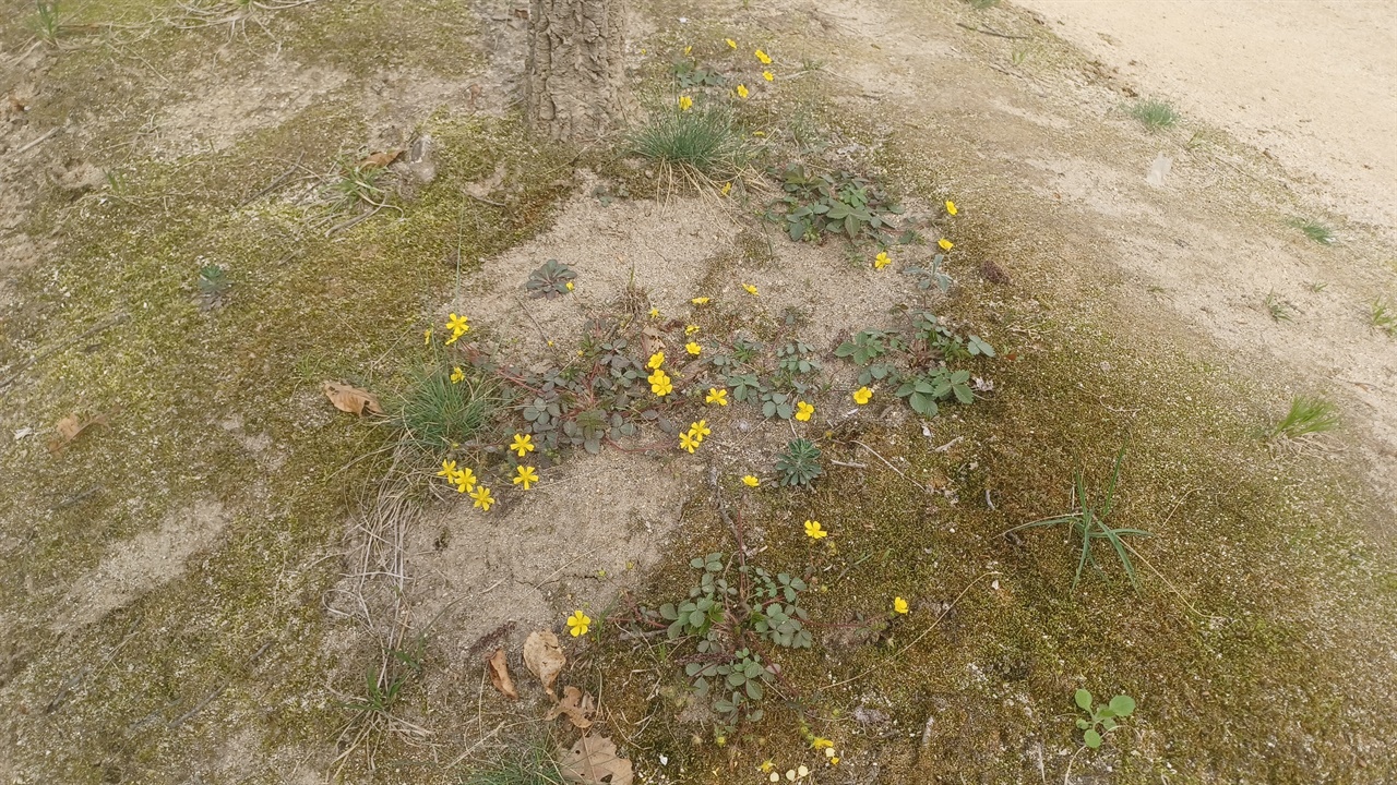 산책 길에 핀 물양지꽃. 노란 꽃이 작고 앙증맞다.