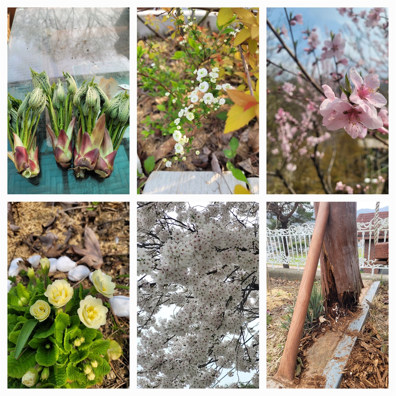 엄나무순, 장미조팝, 복사꽃, 썩은 그네 기둥, 벚꽃, 흰장미앵초