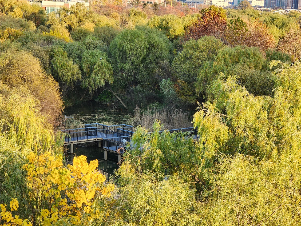 가을 단풍 명소가 된 여의도샛강생태공원  2022년 서울문화재단이 서울 단풍명소로 샛강숲을 지정했습니다. 