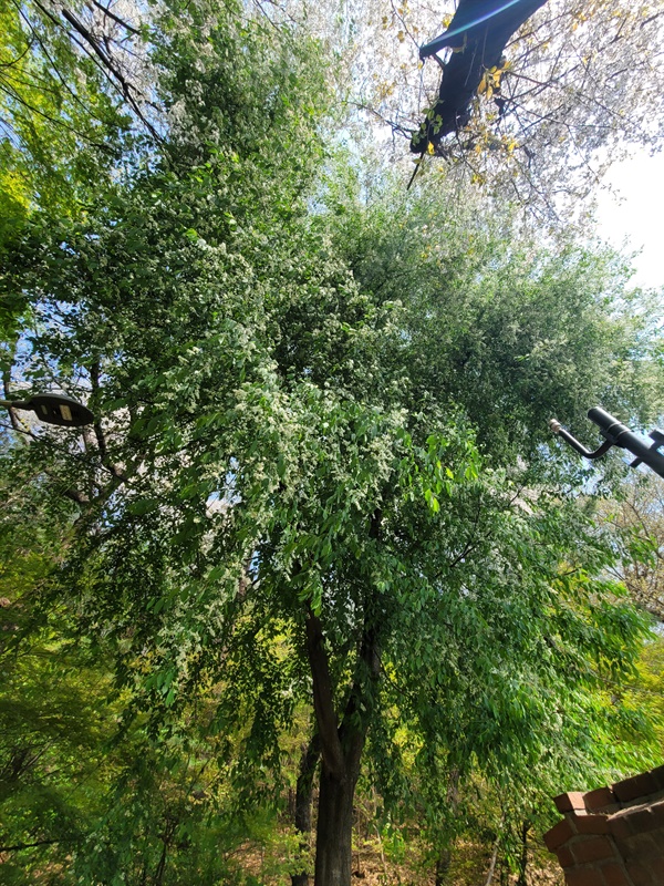 봄을 가장 먼저 알리는 초록의 전령사, 귀룽나무
