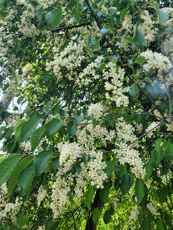 귀룽나무의 눈부신 흰꽃