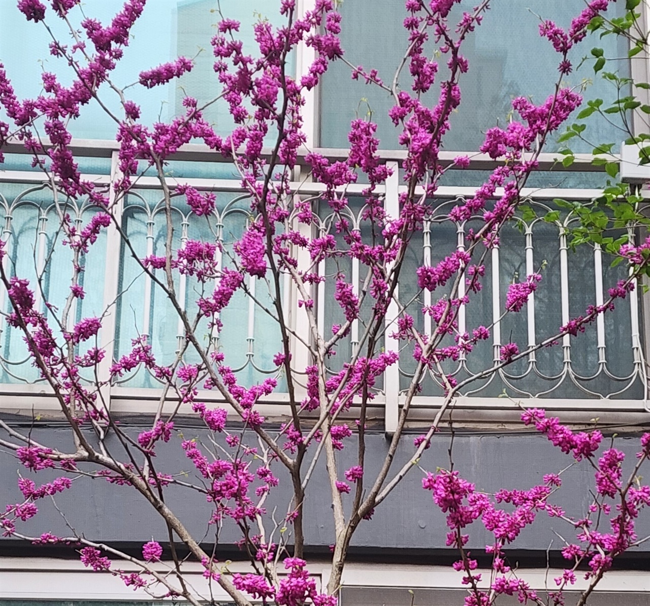 분홍색 박태기 나무가 4월에 화려하게 피었다.