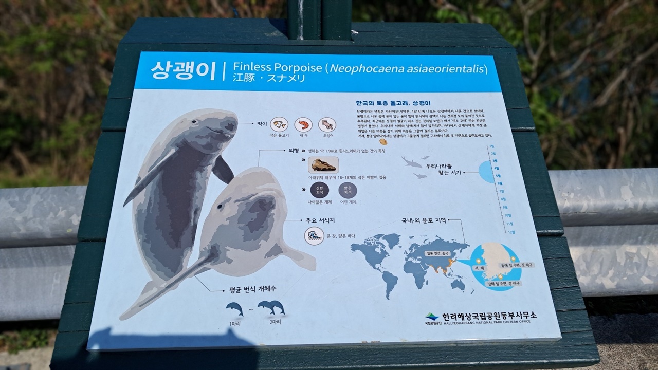 한국토종돌고래 상괭이에 대한 안내문
