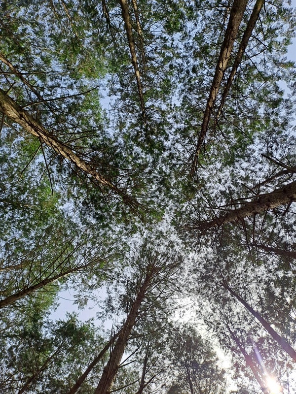 편백나무 숲에 누워 찍은 사진 