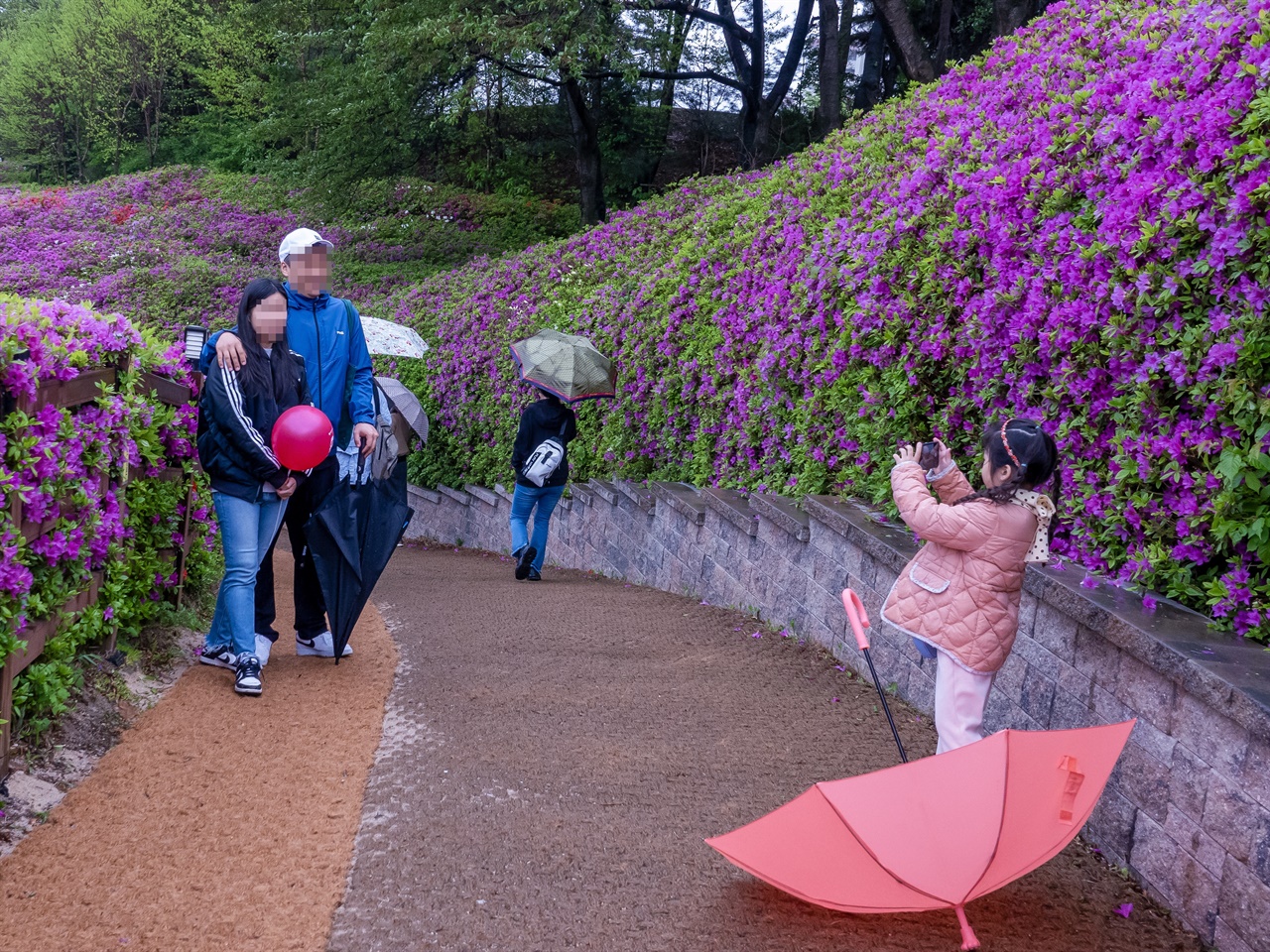 한 아이가 비가 내리는 가운데 활짝 핀 철쭉 꽃 앞에서 부모님을 사진 촬영하고 있다.