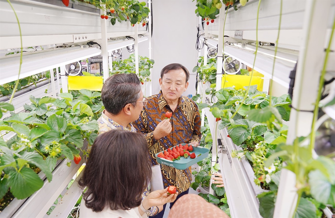 이병노 담양군수와 농업기술센터 관계자들이 인도네시아 자카르타 TSE그룹 딸기 연구재배 단지를 둘러보고 있다.