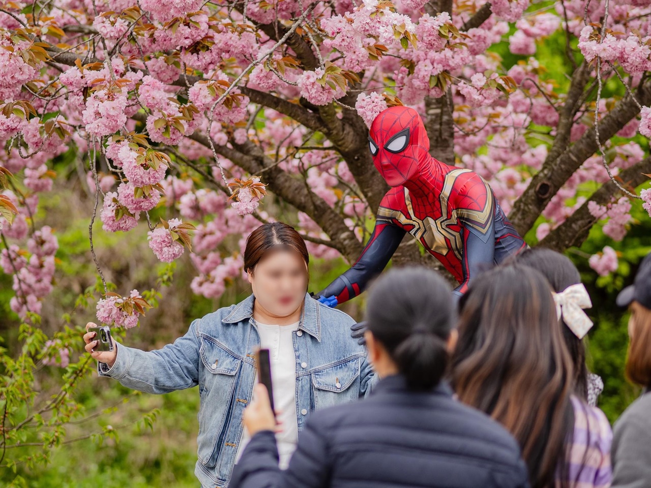 강력한 거미줄을 사용해 악당을 물리치며 통쾌함을 선사했던 영화속의 ‘스파이더맨’이 서산 문수사 꽃밭에 등장해서 화제다.