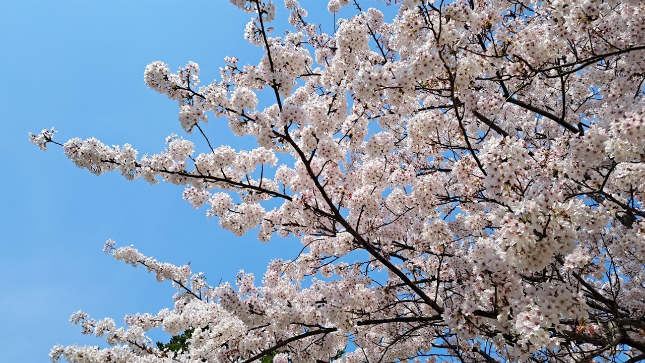 거제 봄여행 중 만난 수많은 벚나무 중 한 그루