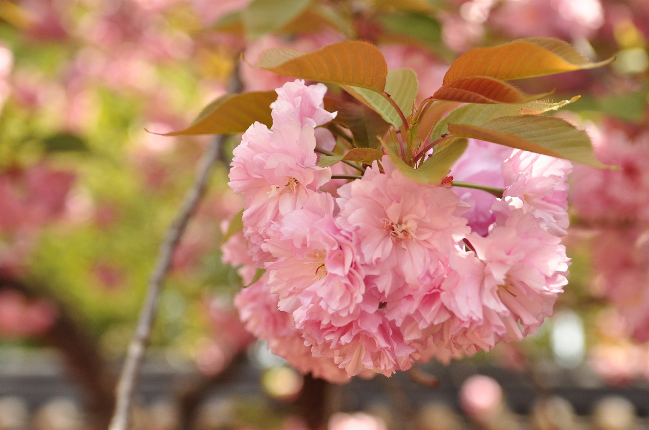 풍성하고 아름다운 진분홍빛 겹벚꽃.