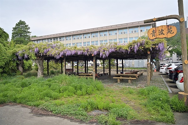 전남대학교 여수캠퍼스(국동소재)에 있는 '청파원' 모습. 등나무 꽃송이가 만개해 있다 
