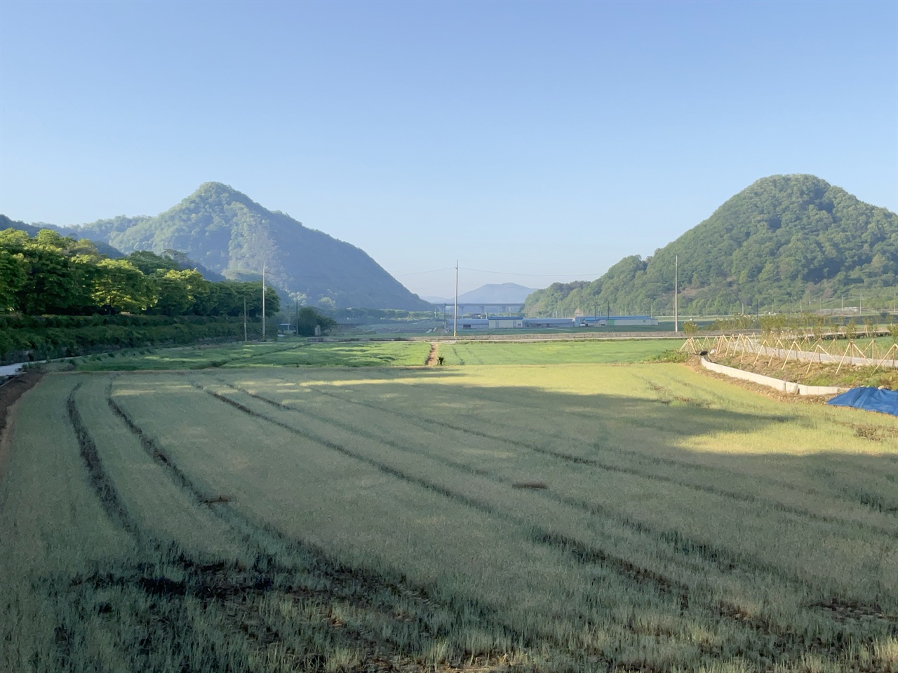 좌청룡 마을 숲과 문전옥답 농경지 (왼쪽부터, 장제무림, 성미산, 공수봉, 마을 앞 들녘)