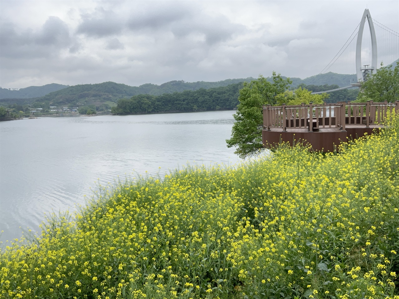 옥정호 요산공원 호수와 유채꽃