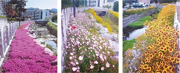 볼품없던 실개천 주변이 꽃밭이 되면서, 주민들은 계절별로 형형색색의 꽃들을 감상하는 행복을 누리고 있다. 
