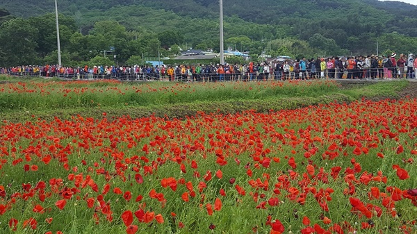 제10회 하동 북천 꽃양귀비 축제
