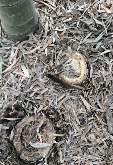  5월 2일 울산 태화강 국가정원 십리대숲 맹종죽 군락지에서 한참 자라고 있는 죽순 15점이 잘려나간 채 발견됐다.