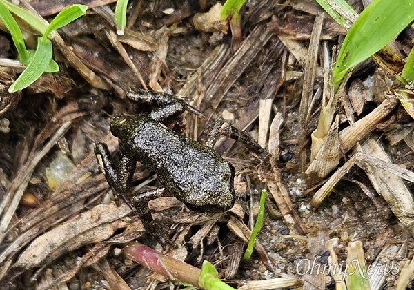 부산 한복판에서 사람과 공존하는 아기두꺼비. 뒷다리와 앞다리, 꼬리를 떼어내고 이동을 준비하고 있다. 이들의 존재는 도심 하천의 생물다양성을 상징한다.