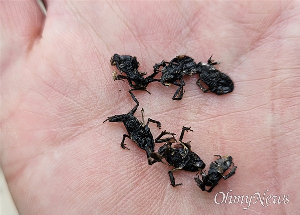 말라죽고, 밟혀죽은 부산 온천천 아기두꺼비들.