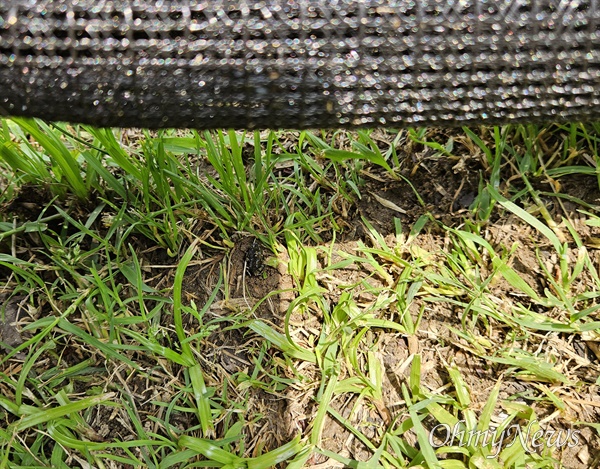 대이동 시기인 5월 부산 온천천 아기두꺼비의 로드킬을 막기 위해 연제구청이 친 그물망. 그러나 아래쪽이 뚫려 있어 실제론 무용지물이다. 