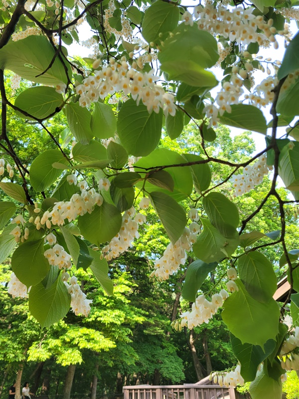 국립수목원의 쪽동백나무꽃