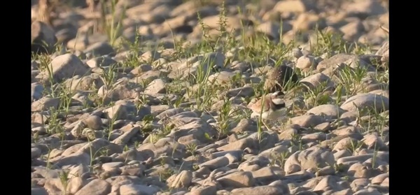 세종보 담수로 흰목물떼새 서식지는 사라질 위기에 처한다