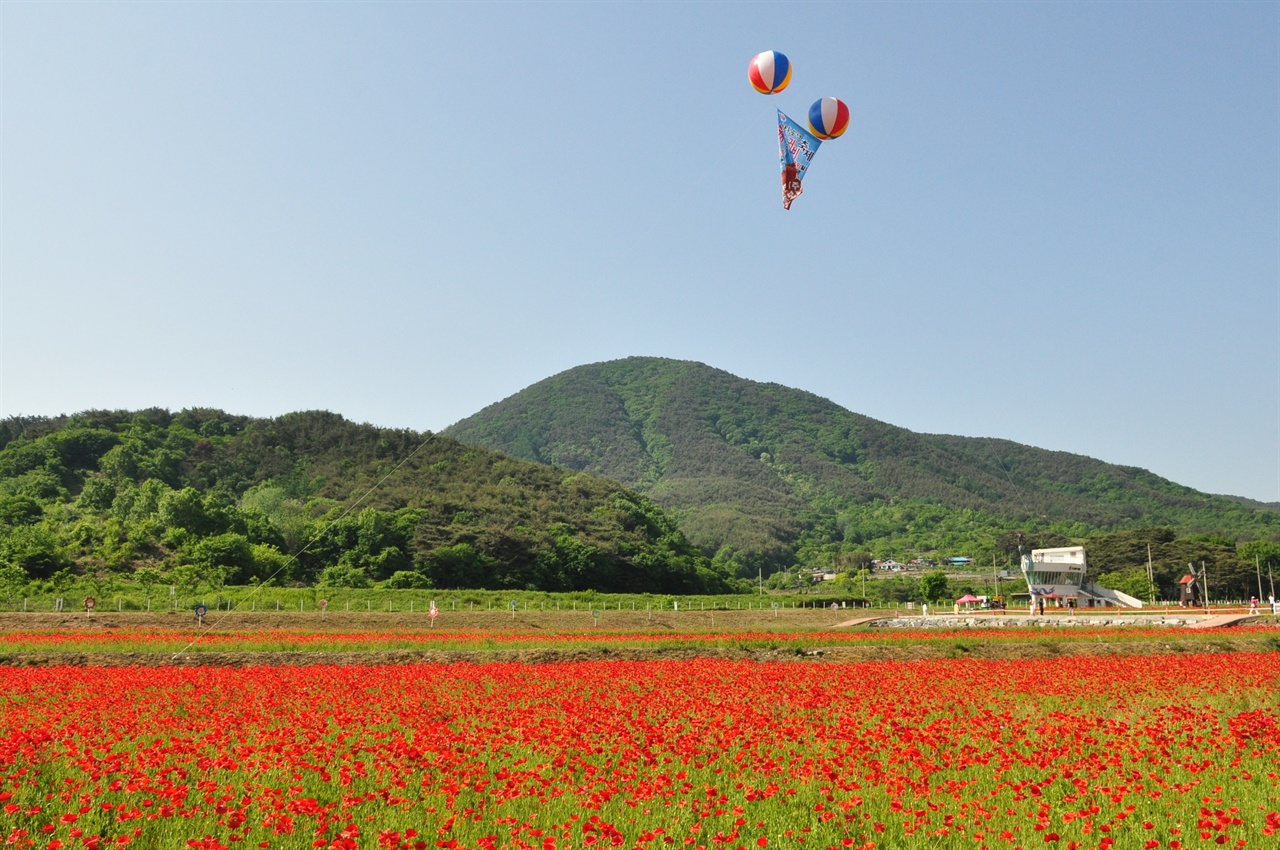 하동 꽃양귀비축제가 5월 10일부터 19일까지 열린다.