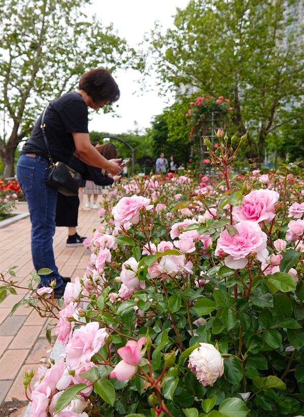 한낮기온이 23°까지 오른 12일 오후 창원시 장미공원을 찾은 시민들이 장미꽃 사진을 촬영하고 있다.