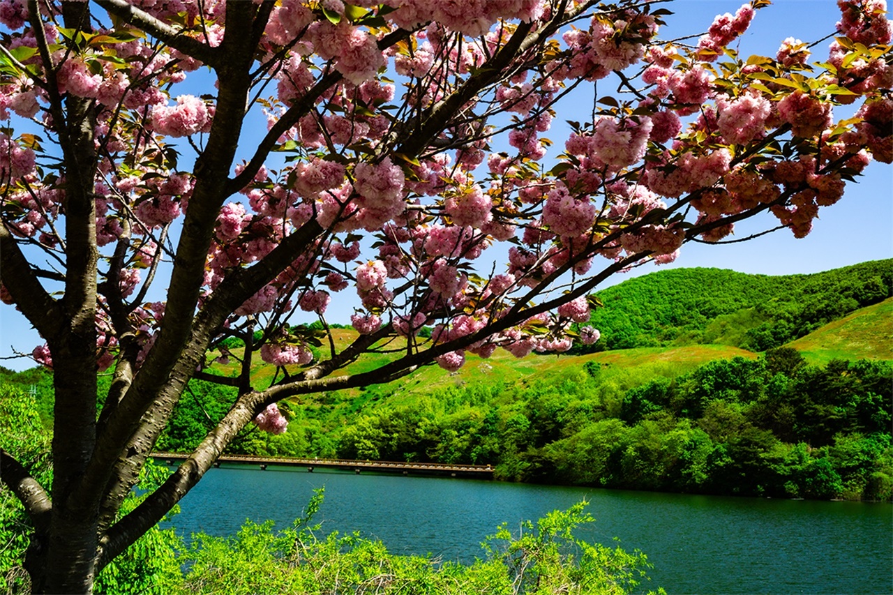 여행객들 사이에서 '한국의 뉴질랜드'라고도 불리는 신창저수지와 서산 한우목장. 이곳에서도 만개한 겹벚꽃 풍경을 볼 수 있다.