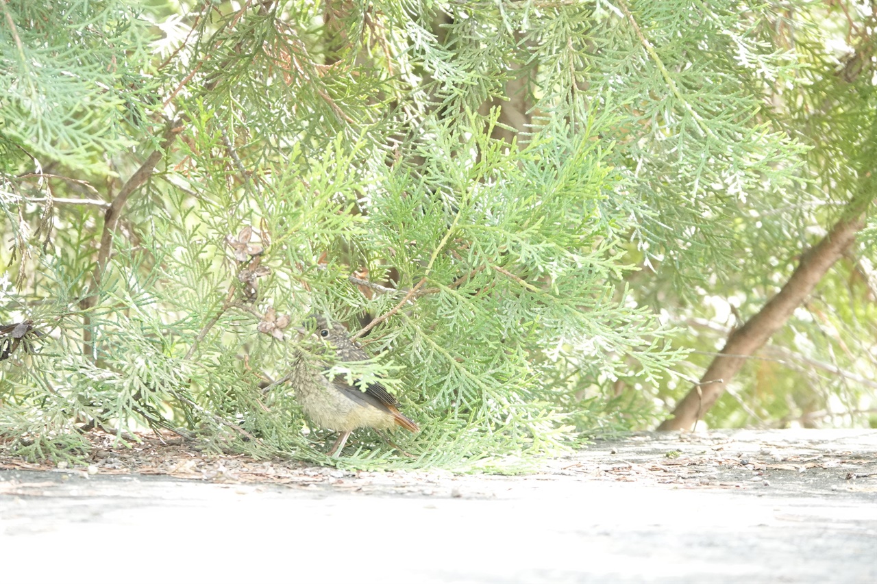 측백나무 속에 숨은 아기 딱새