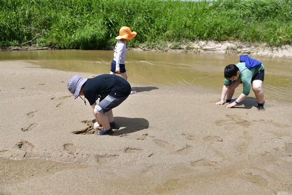 강 가운데 모래섬에서 재첩을 찾는 아이들 