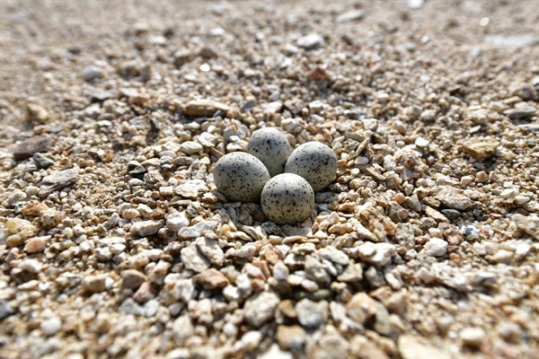 회룡포 모래톱에서 만난 꼬마물떼새 둥지 