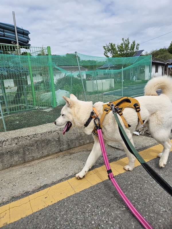 보호소에서 지내는 강아지들에겐 한 번의 산책도 귀하다. 필자가 유기견 산책 봉사에서 찍은 사진. 