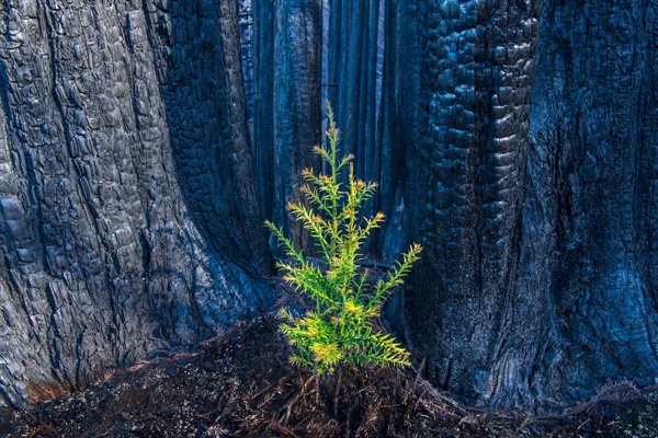 작품명 ‘다시 태어나다, 몬터레이만, 2021’. 프란스 란팅 작가가 미국 캘리포니아주 몬터레이만에서 촬영했다. 당시 산불이 휘감고 지나간 미국삼나무 군락 사이에서 새로 돋은 싹은 자연의 회복력을 보여준다. 