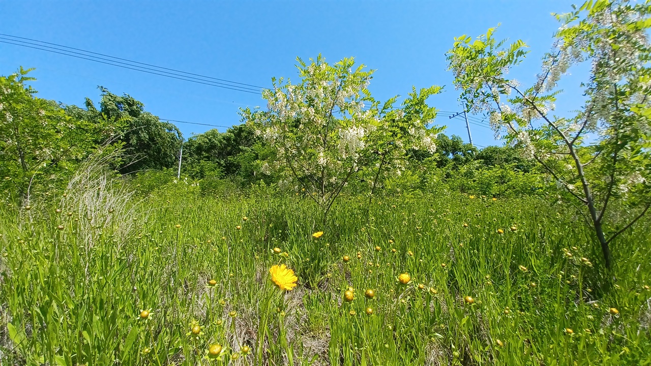 안동 낙동강 강변에 아카시아꽃이 지고 있다. 주변에 금계국이 피고 있다.