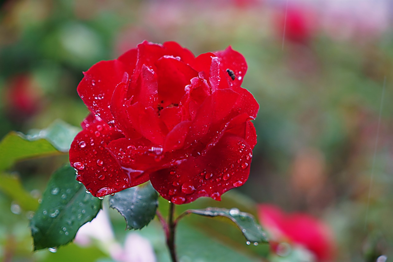 비에 젖은 장미가 아름답다.