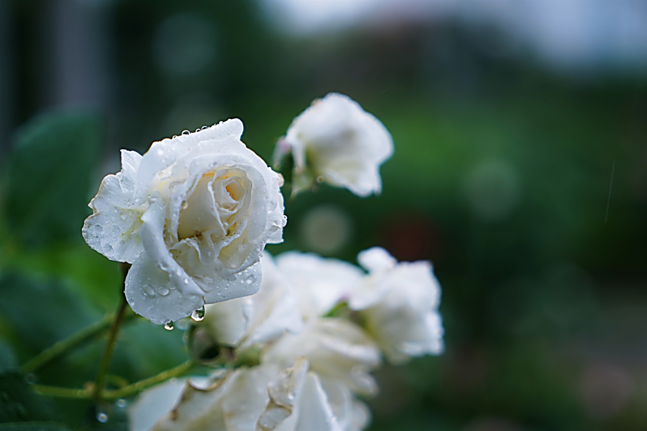 하얀 장미에 빗방울이 맺혔다.
