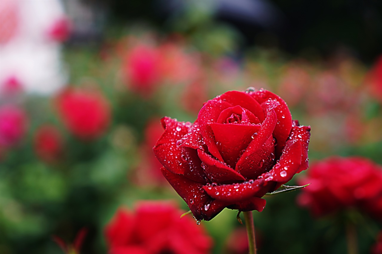 비에 젖은 장미가 맑은 날 장미보다 더 아름답다.